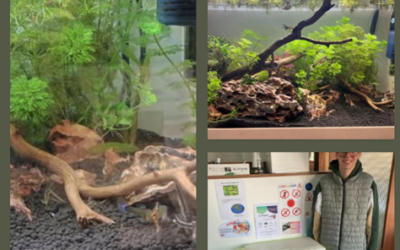 Gauthier installe un aquarium au labo de SVT